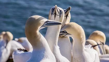 九游网页版官网-广东队积极备战季后赛争取最佳名次，广东队季后赛战绩