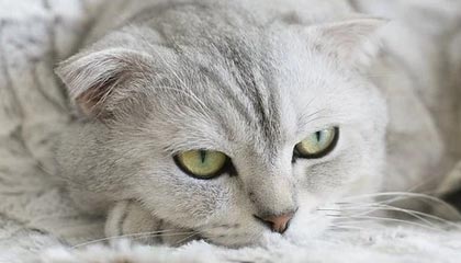 九游电脑版-德国自由泳中距离表现亮眼，德国1500米自由泳