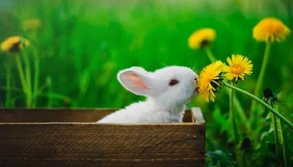 九游网页版官网-广东队积极备战季后赛争取最佳名次，广东队季后赛战绩